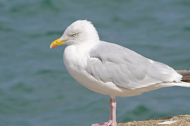 istock Seagull standing at edge of pier. 505050215