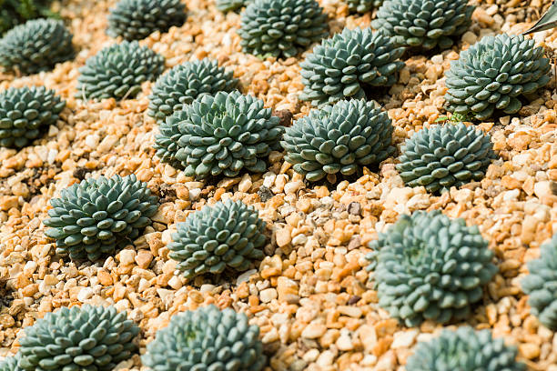 istock Close up of Succulent Plant (Echeveria Cv.) 505050433
