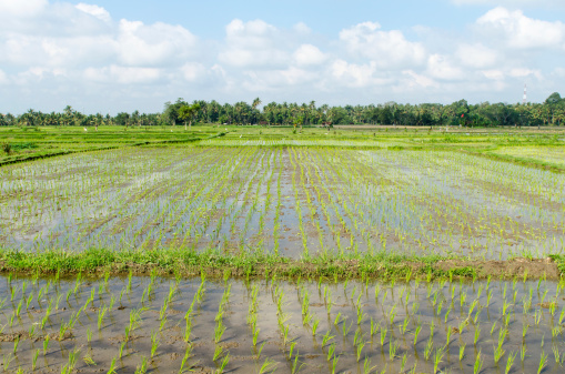 Fresh and green rice field on a sunny day close to Bukit Lawang in the northern part of Sumatra
