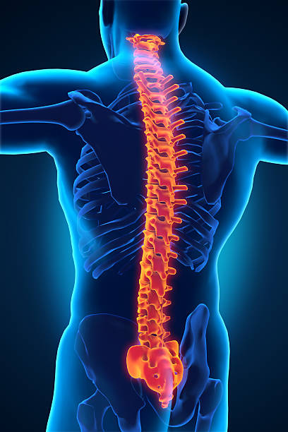 istock Human Spine Anatomy 505051775
