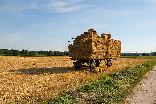 istock Straw wagon with straw bales 505051787