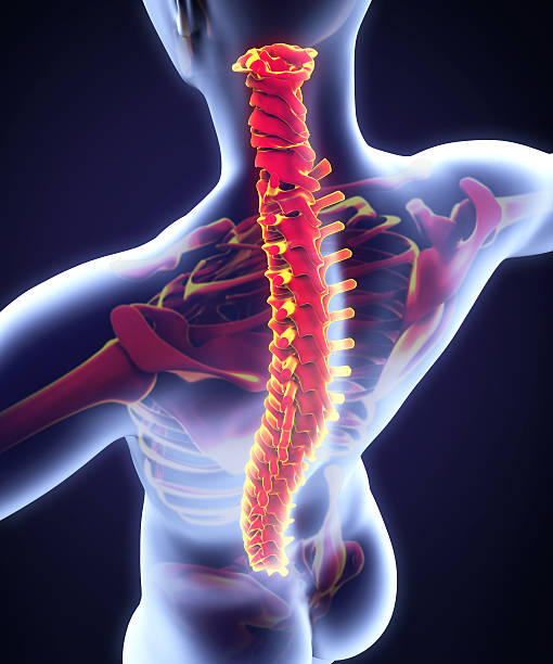 istock Human Spine Anatomy 505051839