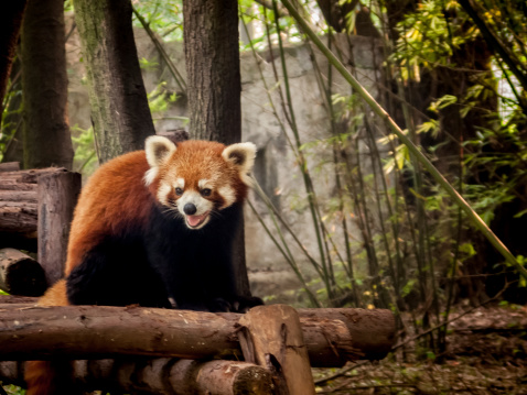 Panda playing in the bamboo forest in Sichuan province