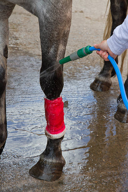 istock Injured horse having leg treated. 505052055