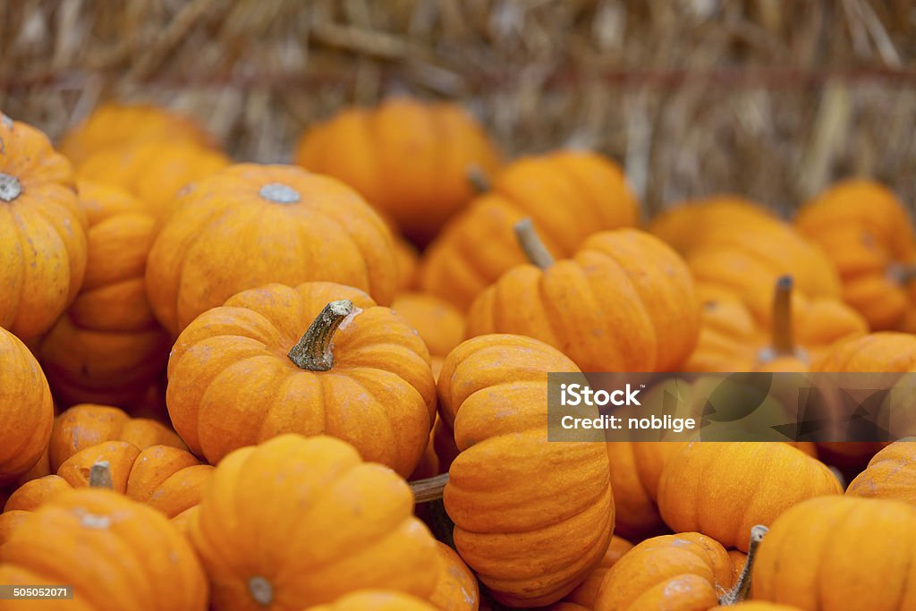 pumpkin patch pile of small cute pumpkins at pumpkin patch Agricultural Field Stock Photo