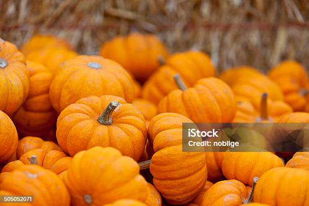 Pumpkin Patch Stock Photo - Download Image Now - Agricultural Field, Agriculture, American Culture