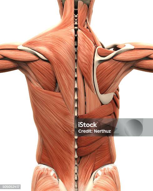 Anatomía Muscular De La Parte Posterior Foto de stock y más banco de imágenes de Músculo - Músculo, Musculoso, Espalda - Partes del cuerpo