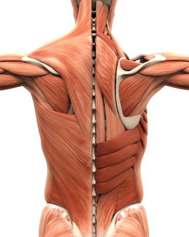 Muscular Anatomy of the Back Illustration. 3D render
