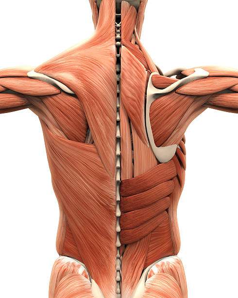 Muscular Anatomy of the Back Muscular Anatomy of the Back Illustration. 3D render scapula stock pictures, royalty-free photos & images