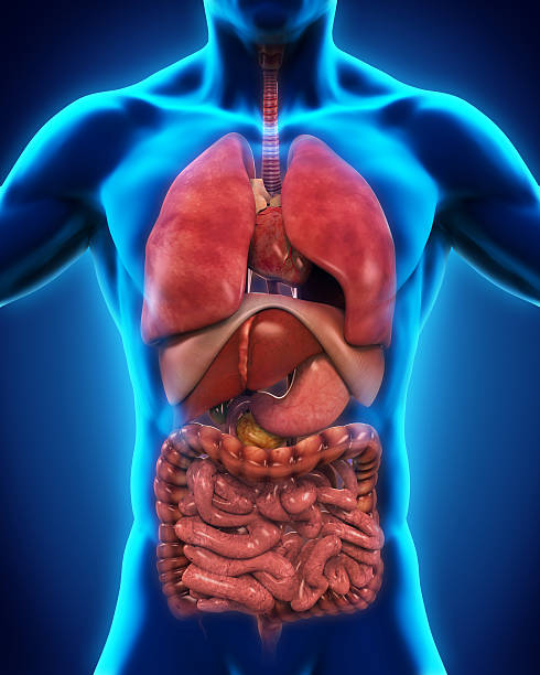 Anterior View of Human Body Anterior View of Human Body Illustration. 3D render liver organ stock pictures, royalty-free photos & images