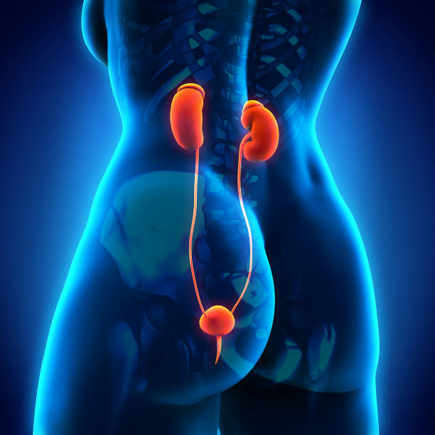 istock Human Female Kidney Anatomy 505052475
