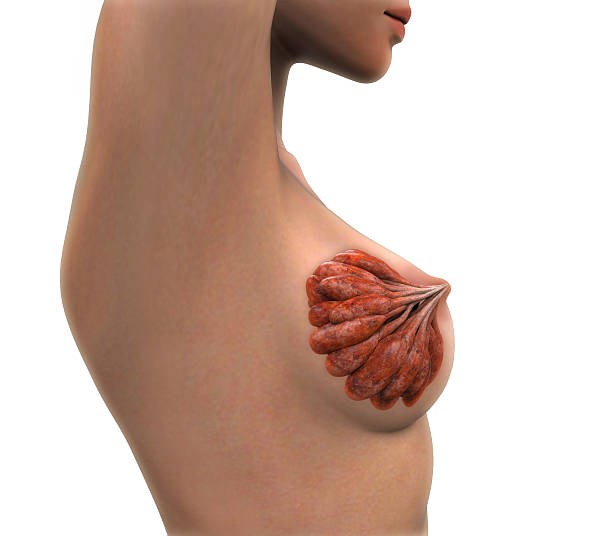 3D Areolas Tattoo