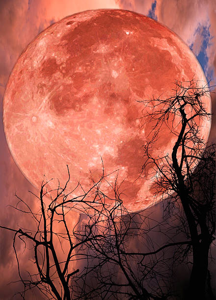 istock Red big moon and tree silhouette on sky dramatic 505055316