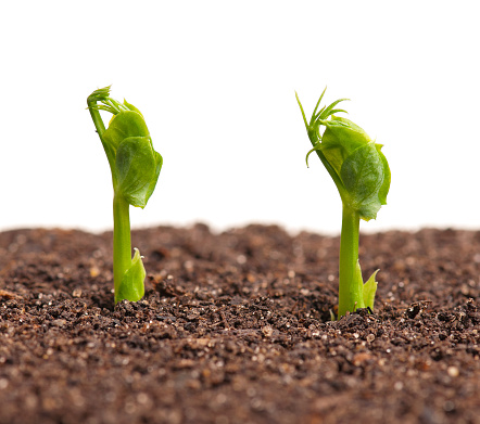 Sprouted yellow peas on organic soil with young plant over white background