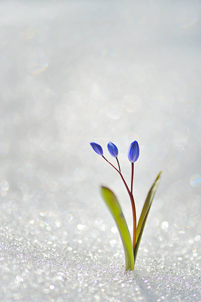 Spring flowers Spring flowers covered in snow snow flowers stock pictures, royalty-free photos & images