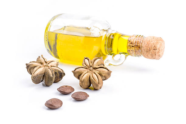 istock Image of sacha inchi peanut seed 505057378