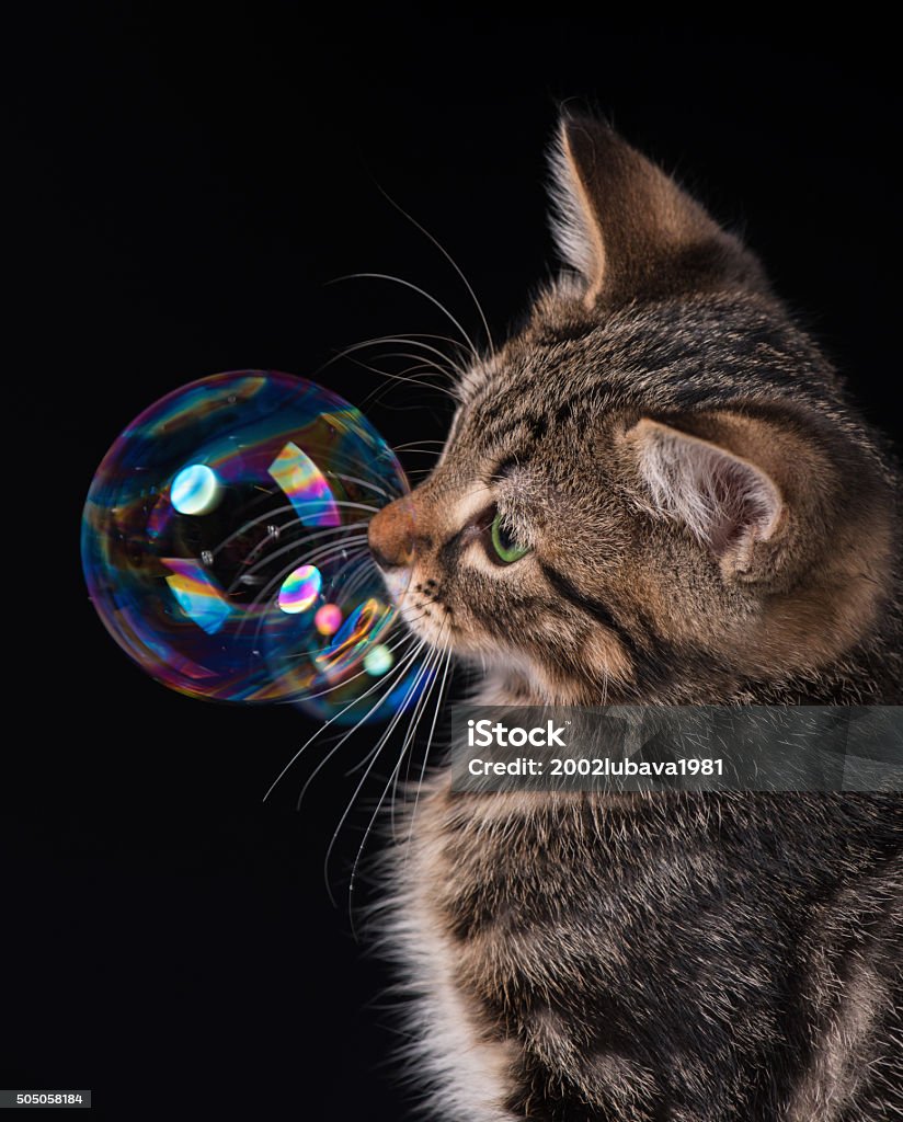 Cute kitten Cute little kitten with soap bubbles over black background Animal Stock Photo