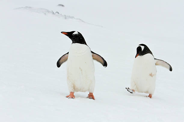 istock Pair of Gentoo Penguins 505059674