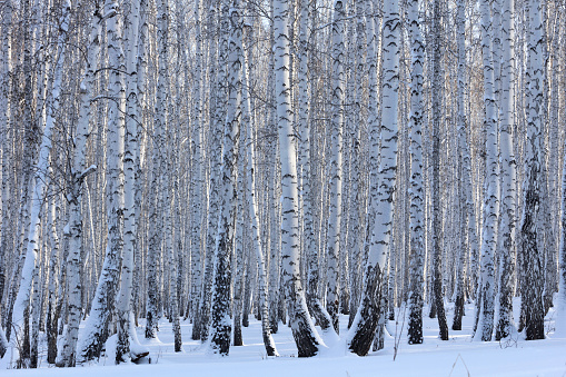 Winter birch forest on a sunny day