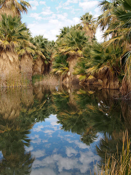 istock Thousand Palms Oasis, California 505061588