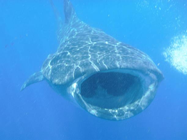 istock Under the sea -whaleshark 505061894