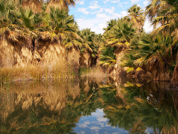istock Thousand Palms Oasis, California 505061910