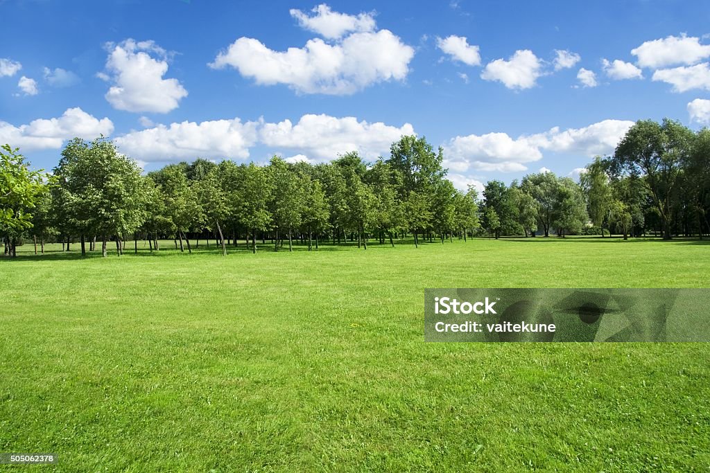 Summer landscape of grass and trees Background for visualization project. Grass Stock Photo