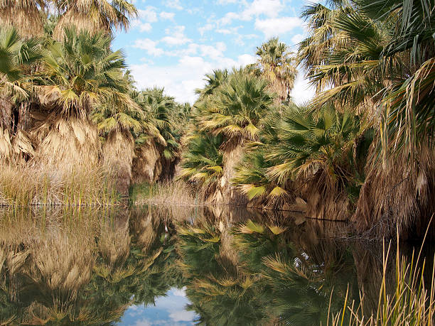 istock Thousand Palms Oasis, California 505062468