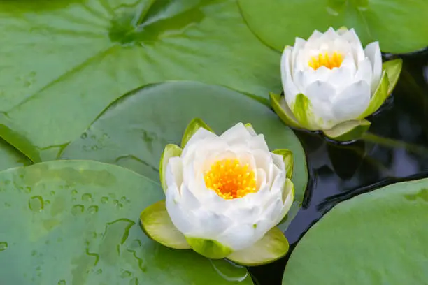 Water lily pond. Fresh green leaves and white flowers. (nymphaea alba)