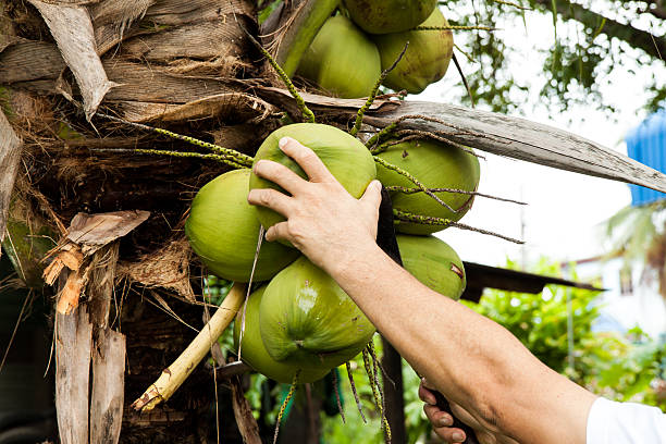 istock Green fresh coconut peeling 505065226