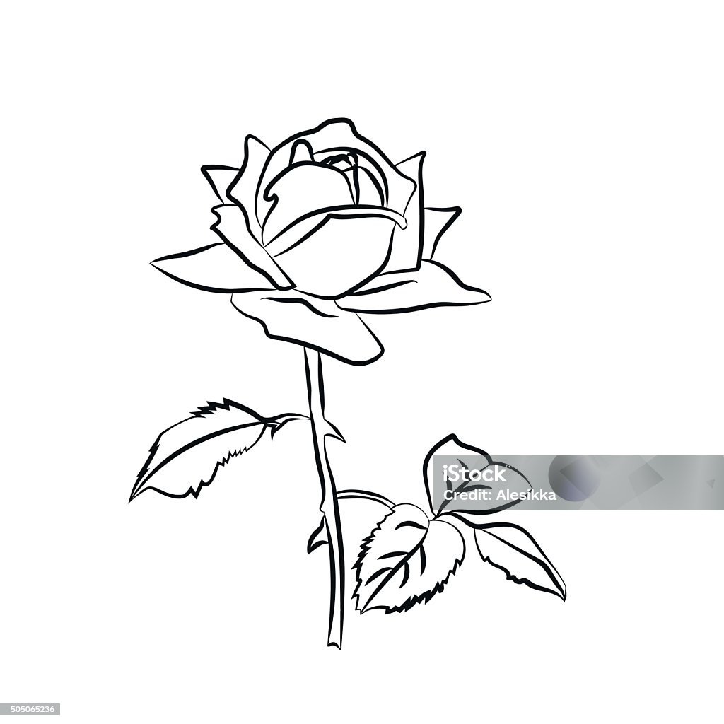 Rose Sketch Stock Illustration - Download Image Now - Abstract ...