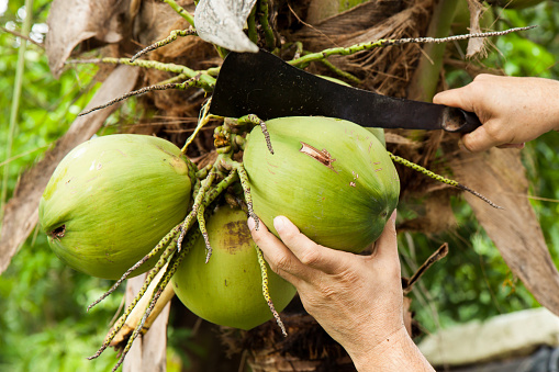 Green fresh coconut peeling. At first step the man using heavy knife to chop coconut bunch from coconut tree