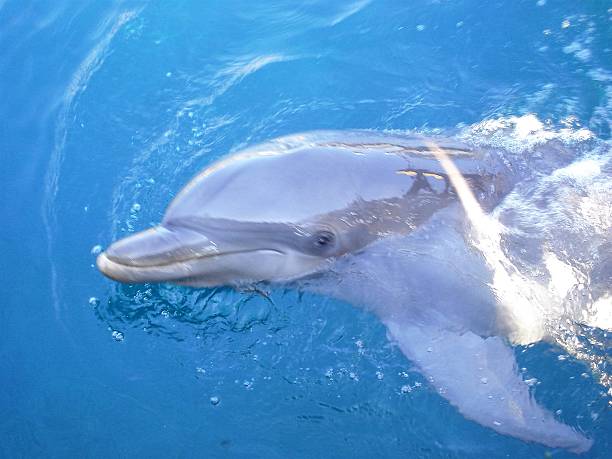 istock Under the sea - gorgeous dolphin 505067186