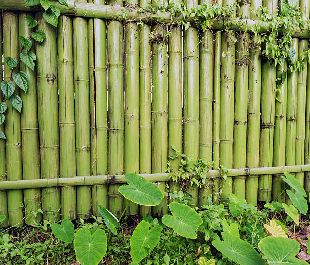 istock Green bamboo textures with colourful green leaves and vines. 505067826