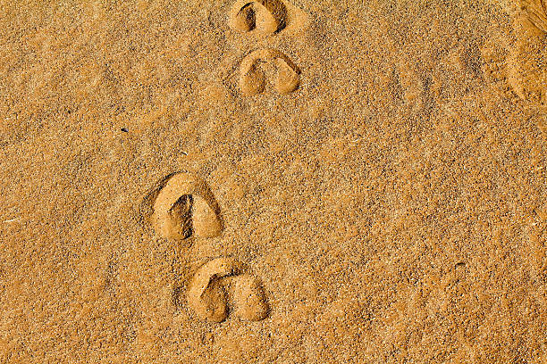 istock Oryx footprints in Namib Desert 505068344