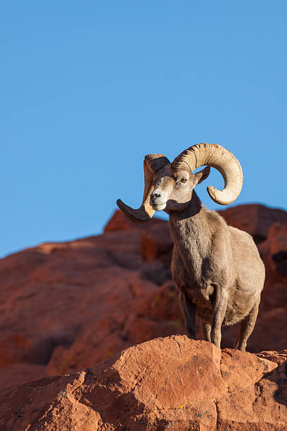 istock Desert Bighorn sheep ram 505068444