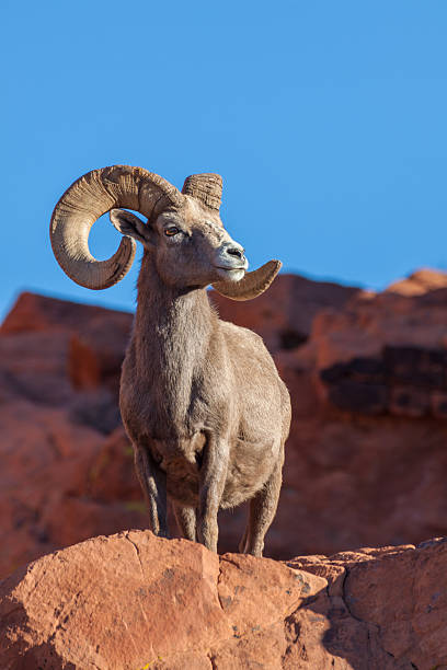 regal wüste bighorn ram - bighorn sheep stock-fotos und bilder