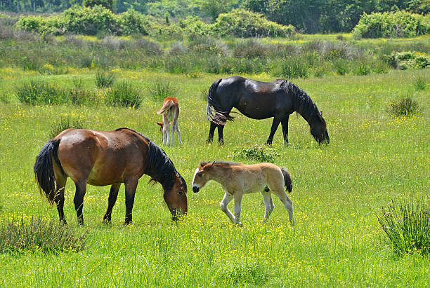 istock horses family 505068794