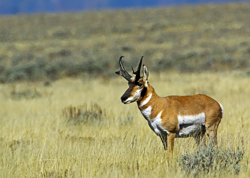 Pronghorn Buck. Taken in Grande Teton NP.