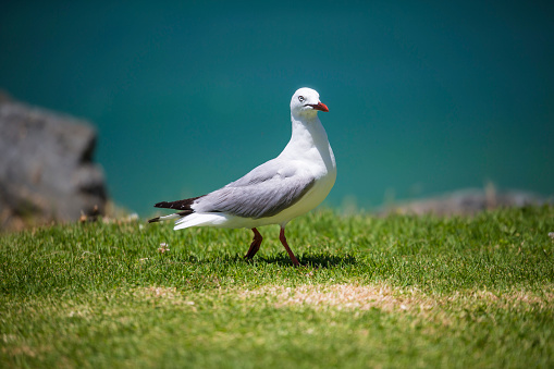 Single seagull
