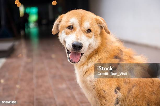 Stray Dog Skin Disease Stock Photo - Download Image Now - Dog, Illness, Scratching