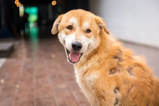 Photo of Stray dog skin disease.