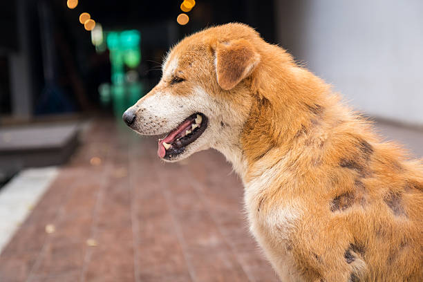 istock Stray dog skin disease. 505072102