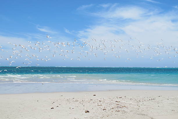 istock Coral Bay, Western Australia 505072130