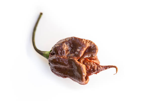 istock Single fresh brown trinidad scorpion chili pepper on white background 505072146