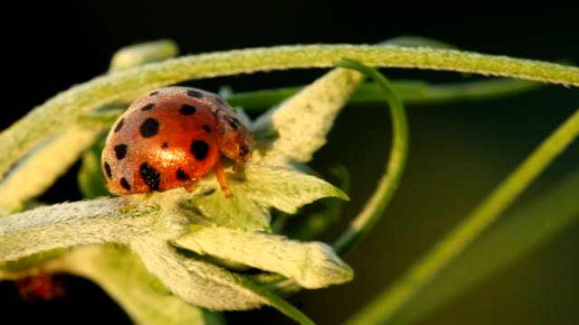 ladybug insect on green grass, Macro