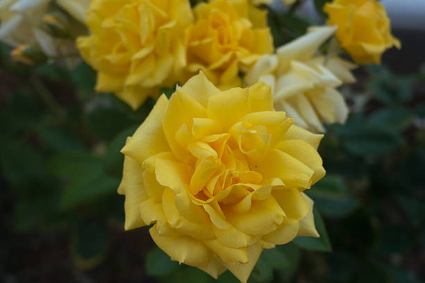 istock yellow flower   in spain 505078419
