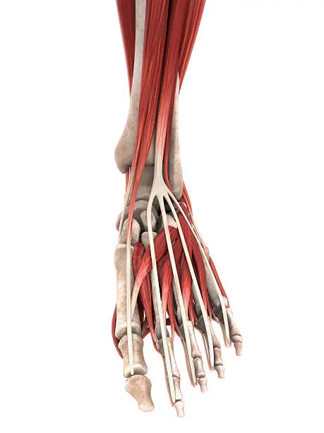 Photo of Human Foot Muscles Anatomy