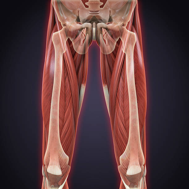istock Upper Legs Muscles Anatomy 505079303