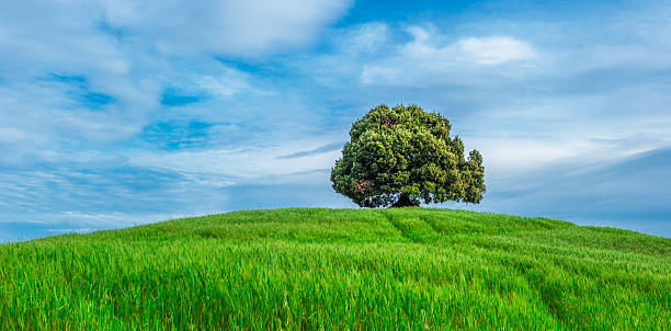 istock tree in the green field 505079339